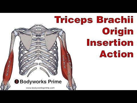 Triceps Brachii Anatomy: Origin, Insertion & Action