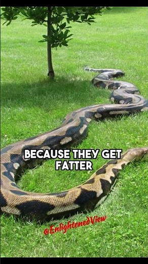 Python vs Anaconda: Who Takes the Title for the World's Biggest Snake? - Forrest Galante on JRE