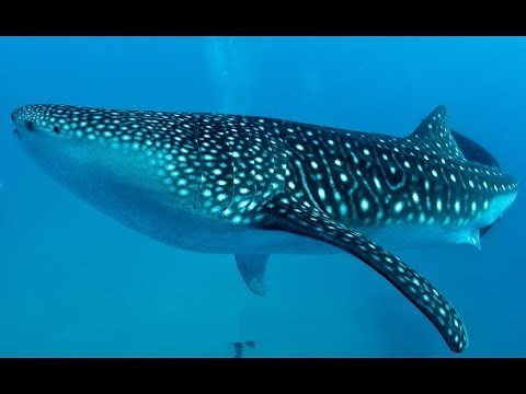 Giant Ocean Creatures - Life Under The Sea | Enormous Species (2018 Documentary)