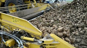 Beet cleaning loader picks up, cleans and loads beetroot (Beta vulgaris subsp. vulgaris), Hesse, Germany, Europe