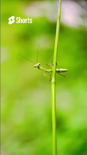 The Deadly Elegance of a Praying Mantis – Nature’s Silent Hunter 🦗👑