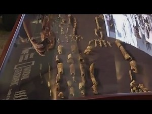 Human-like species discovered in South Africa