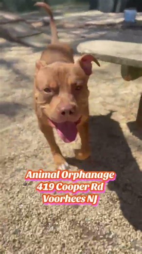 Adopt Cori | Animal Orphanage | Dogs & Cats for Adoption | #aonj