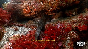 In Alien Sharks: Ghosts of Japan (2024), wildlife biologist Forrest Galante and deep sea shark expert Christina de Silva team up to track down the rare Japanese angelshark, and find some incredible sea creatures along the way! Catch this year's Alien Sharks: Death Down Under when #SharkWeek returns July 20 on Discovery. | Shark Week