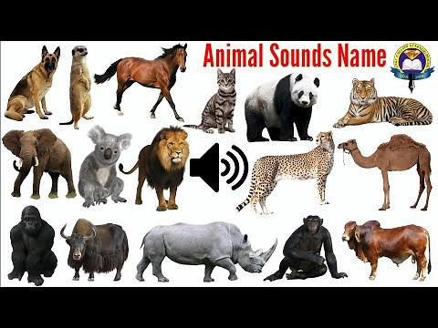 Sound Of Different Types Of animals | The Animal Sounds Name | 50 Amazing Animal Sounds Name