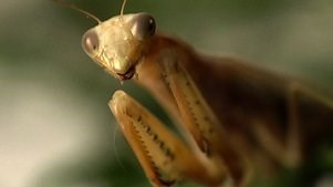 Ancient Aliens: Season 6 Episode 10 Aliens and Insects