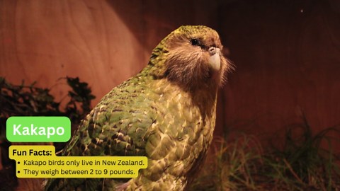 9 of the World’s Most Fascinating Creatures