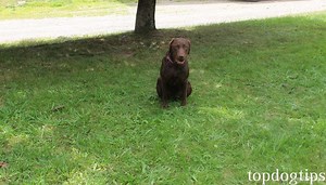 How to Train a Dog Basic Commands: Very Detailed Step-by-Step Guide