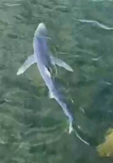 Discover Blue Shark at Stansbury Jetty!