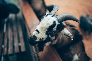 8 Common Diseases in Goats