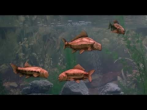 Monty Python Fish Tank