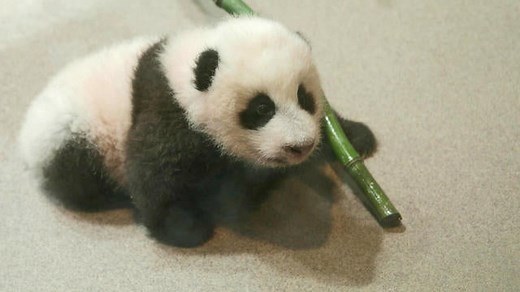 Meet Xiao Qi Ji, the Smithsonian National Zoo's star panda cub