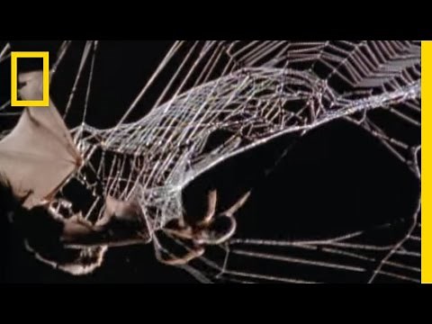 Spider Kills Bat | National Geographic