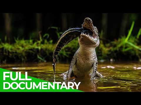 Wildlife Stories: Eat or Die | Free Documentary Nature