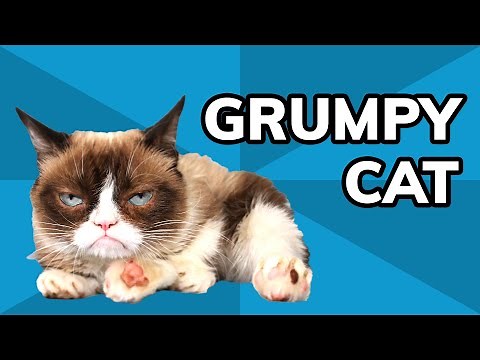 Grumpy Cat: The Story of Tardar Sauce, the Famous Grumpy Cat Meme That Brought Joy | Meme History