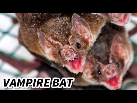 Vampire Bat Facts: They EAT BLOOD 🦇 Animal Fact Files