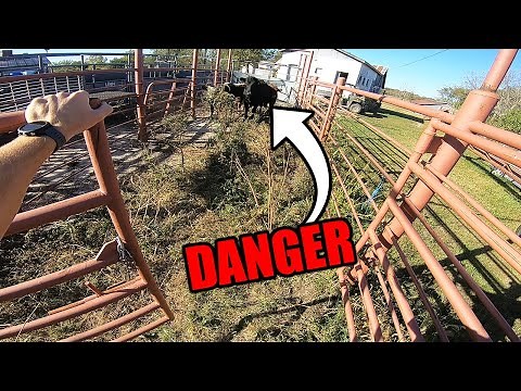 Loading a KILLER BULL!!!!