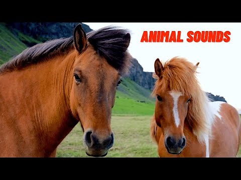 The Animal Sounds (30 Amazing Animals)