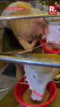 Albino Buffalo Named “Donald Trump” Draws Massive Crowds Before Sacrifice in Bangladesh