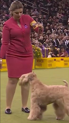 From Ireland to Westminster: Soft Coated Wheaten Terrier