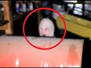Real Grey Alien Caught On Tape 2015