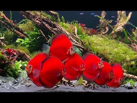 Most Beautiful Red Discus Planted Aquarium - Amazing Discus Tank Mates