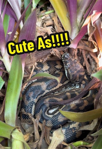 Coastal Carpet Python Incubating Eggs Safely