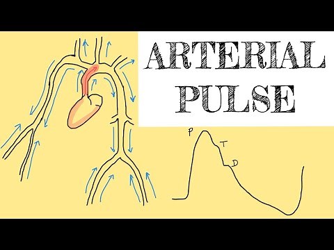 Arterial pulse