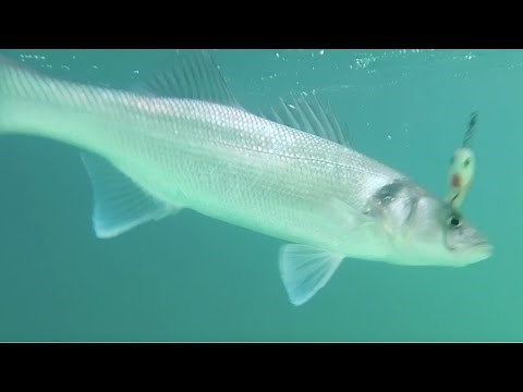 Lure fishing for Bass beginners guide Part 1