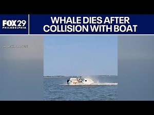 Whale dies after colliding with boat off Barnegat Bay, New Jersey