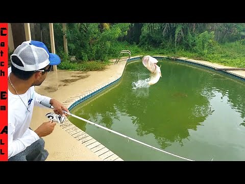 SAVING FISH in ABANDONED SWIMMING POOL! Fishing them Out