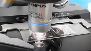 Hanging Drop Preparation: Introduction, Test Requirements, Proce