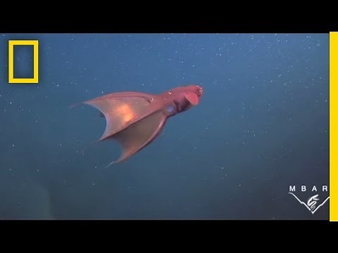 Meet the Vampire Squid | National Geographic