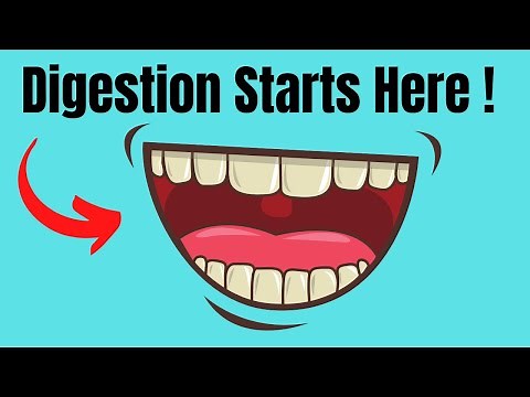 Digestion in the Mouth