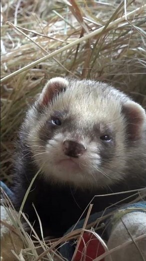 🐾🦡 **Ferret Care 101: Must-Know Tips & Tricks!** 😍✨
