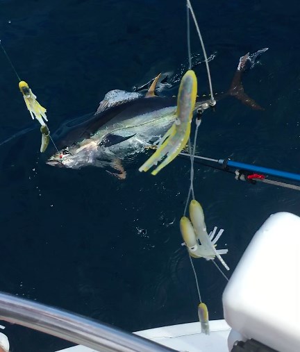Trolling 101: Highly Efficient Tuna Trolling Spread - Salty Cape