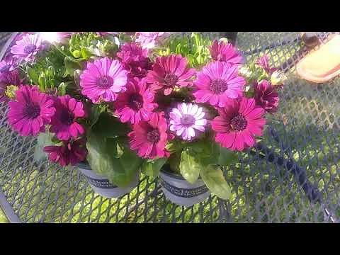 Osteospermum Care