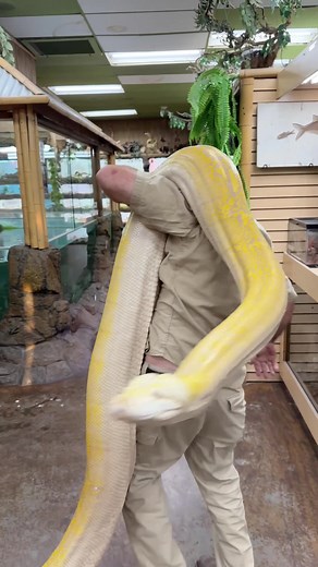 Massive Reticulated Python: A Truly Solid Snake