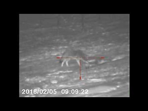 Night hunting with .17 WSM