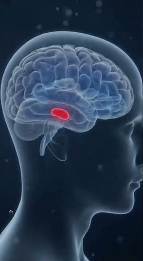 “Limbic System Explained | How the Brain Controls Emotions, Memory & Learning (3D Animation)”