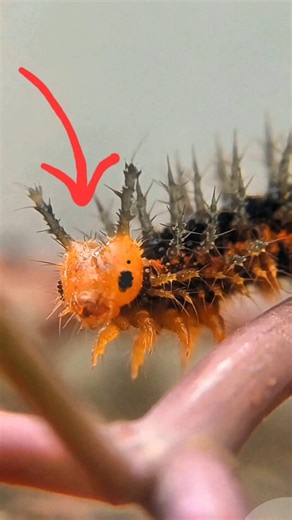 Monster looking Caterpillar! Alien-like Insect. #shorts #caterpillar #insects