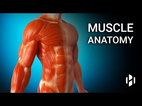 Anatomy of Human Muscles
