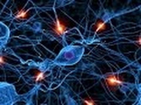 Anatomy and Physiology of Nervous System Part I Neurons