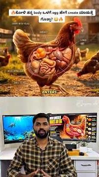 How a Chicken Makes an Egg Inside Its Body 😳Chicken Takes 24 Hours to Make 1 Egg #shorts #wildlife