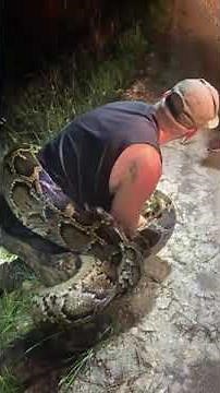 Snake Hunters Nab Largest Burmese Python Ever Found in Everglades