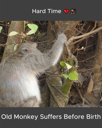 The Weight of Motherhood, Old Mom Faces Childbirth Again | Alien TV