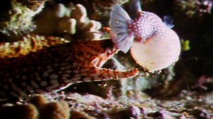 WATCH: Poisonous Pufferfish vs. Eel