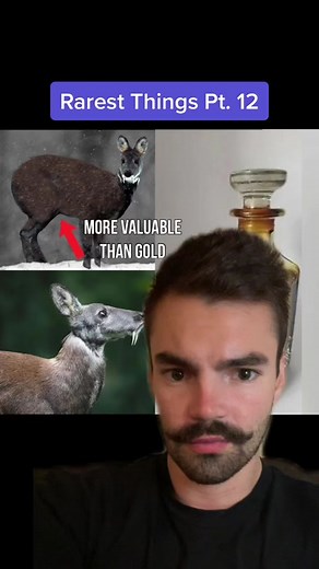 Discover the Rare Red-Crested Tree Rat