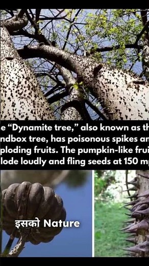The Dynamite Tree That Shoots Its Seeds! 💥🌳