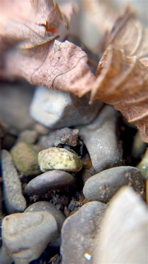 Meet the toad bug! These bizarre, squatty bugs are truly some of the strangest and most alien looking insects around! Their perfectly camouflaged round bodies, capped with bulbous protruding eyes makes these insects look like they jumped straight from Mos Eisley Cantina! It should come as no surprise that these weirdos have an equally surprising survival strategy: they are voracious predators! Using quick jumps and a sharp piercing proboscis, these toad bugs can impale small invertebrates and sl